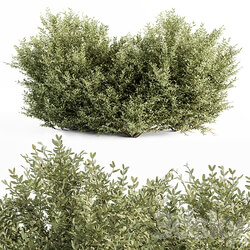 Buxsus Leaf Bush Set 27 