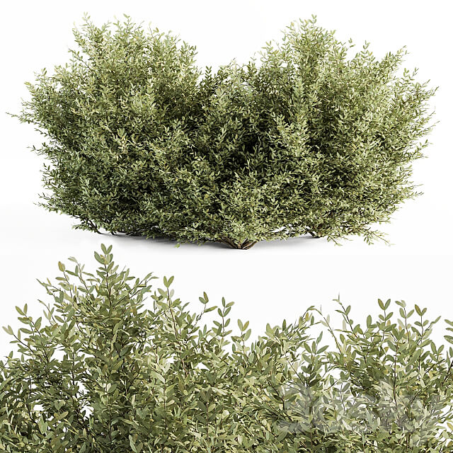 Buxsus Leaf Bush Set 27