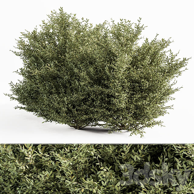 Buxsus Leaf Bush Set 27