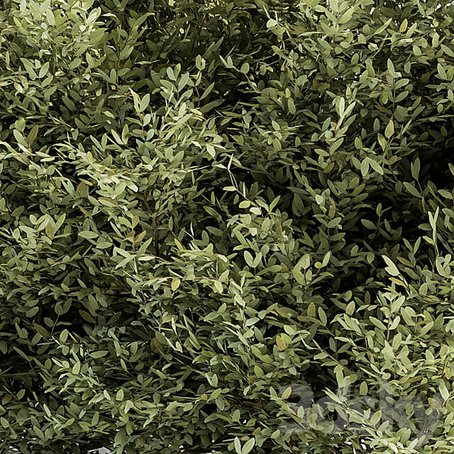 Buxsus Leaf Bush Set 27