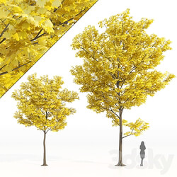 Yellow leaf trees 