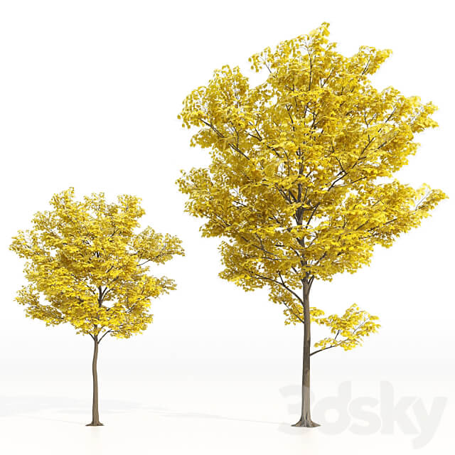 Yellow leaf trees