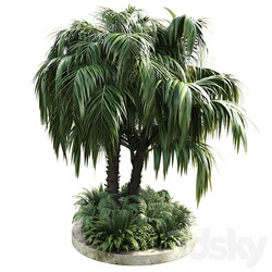 Collection Outdoor plant 39 in garden pot tree palm bush fern concrete dirt old vase 