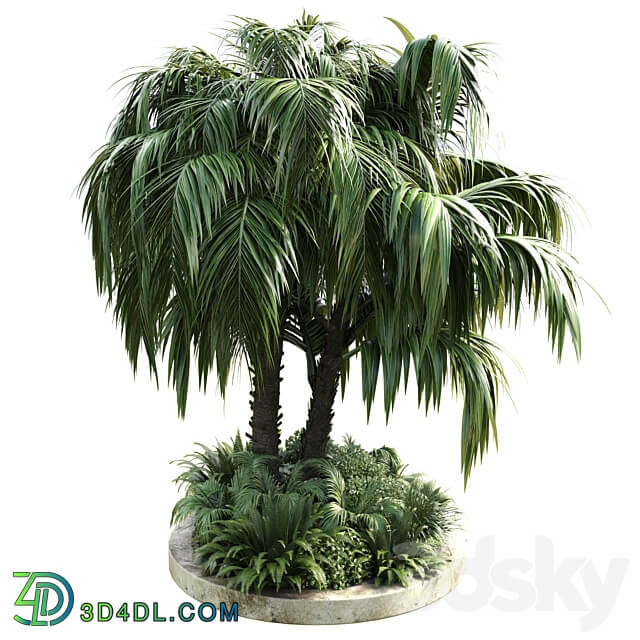 Collection Outdoor plant 39 in garden pot tree palm bush fern concrete dirt old vase