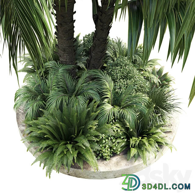 Collection Outdoor plant 39 in garden pot tree palm bush fern concrete dirt old vase