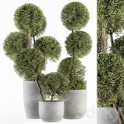 Outdoor Plant Set 234 Topiary Ball in Pot 