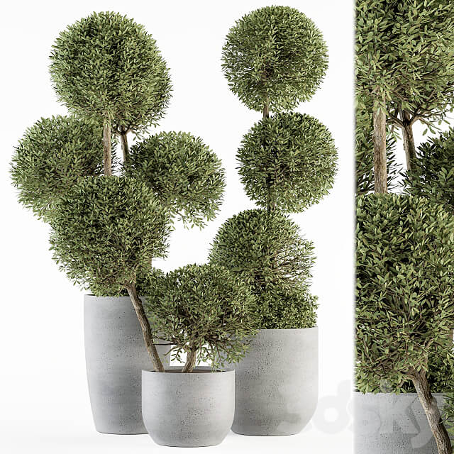 Outdoor Plant Set 234 Topiary Ball in Pot