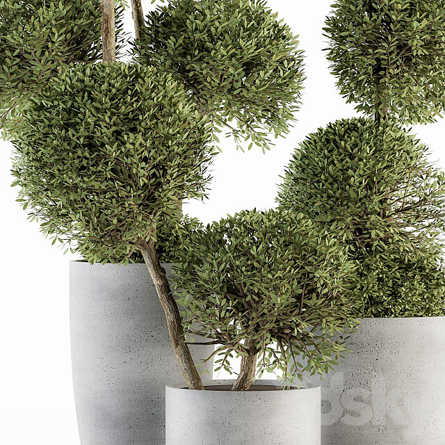 Outdoor Plant Set 234 Topiary Ball in Pot