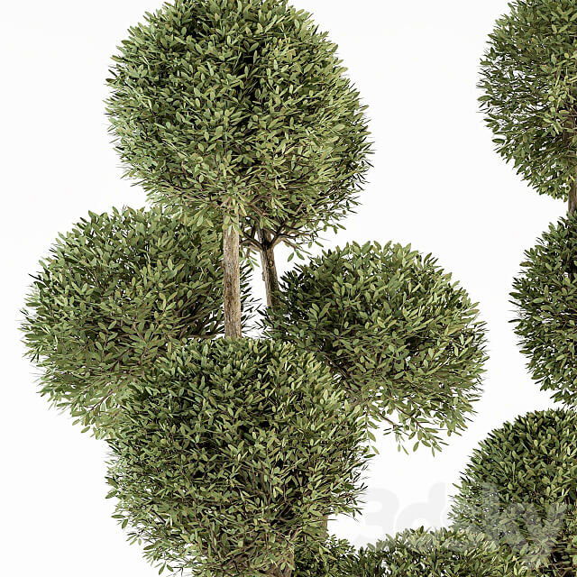 Outdoor Plant Set 234 Topiary Ball in Pot