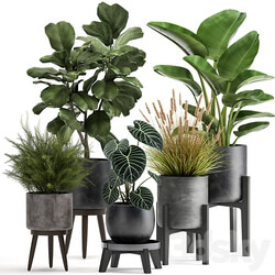 Plant collection 998. Ficus lyrata black pot Strelitzia bush reeds modern interior 3D Models 