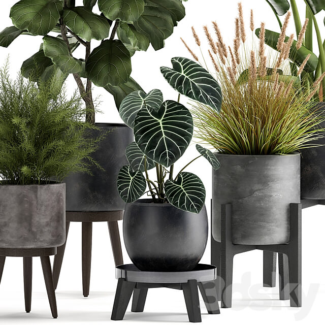 Plant collection 998. Ficus lyrata black pot Strelitzia bush reeds modern interior 3D Models