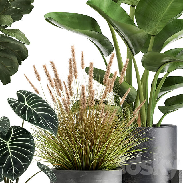 Plant collection 998. Ficus lyrata black pot Strelitzia bush reeds modern interior 3D Models