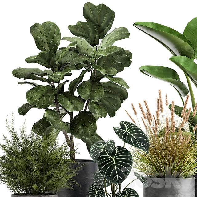 Plant collection 998. Ficus lyrata black pot Strelitzia bush reeds modern interior 3D Models