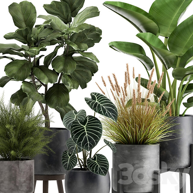 Plant collection 998. Ficus lyrata black pot Strelitzia bush reeds modern interior 3D Models