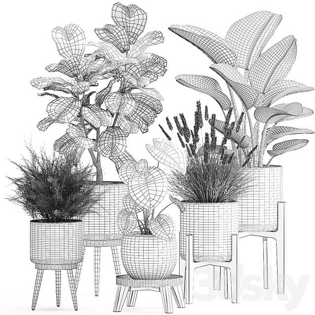Plant collection 998. Ficus lyrata black pot Strelitzia bush reeds modern interior 3D Models