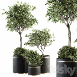 indoor Plant Set 239 Olive in Pot 