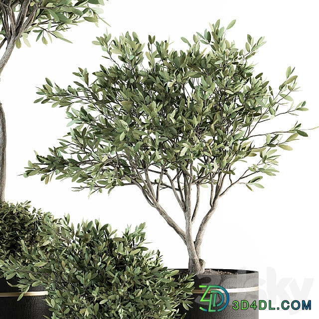 indoor Plant Set 239 Olive in Pot