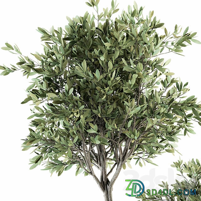 indoor Plant Set 239 Olive in Pot