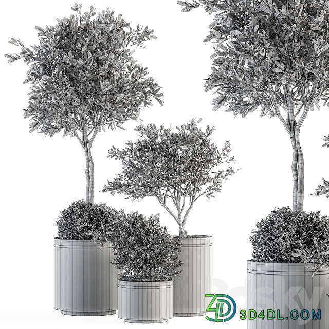 indoor Plant Set 239 Olive in Pot
