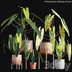 Philodendron billietiae Croat 