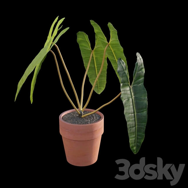 Philodendron billietiae Croat