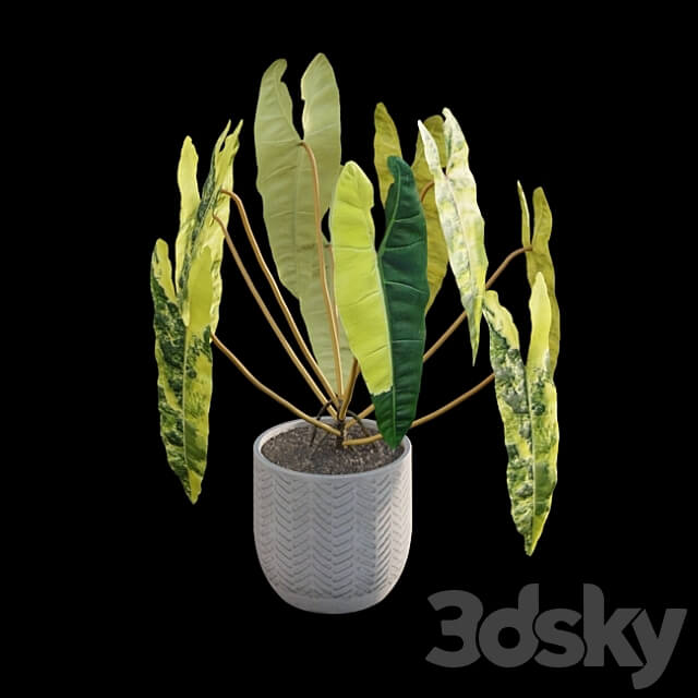 Philodendron billietiae Croat