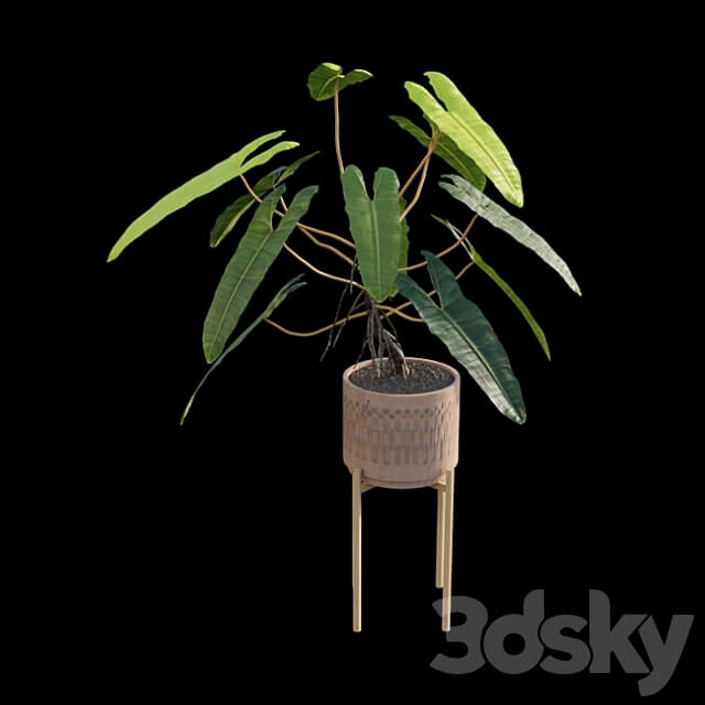 Philodendron billietiae Croat