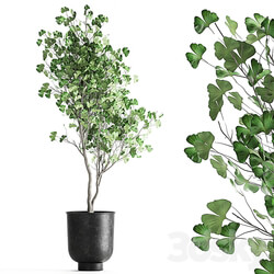 Plant collection 1011. Ginkgo biloba tree landscaping metal pot outdoor 3D Models 