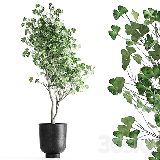 Plant collection 1011. Ginkgo biloba tree landscaping metal pot outdoor 3D Models