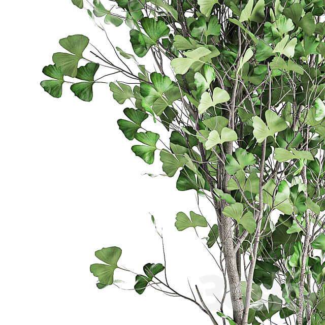 Plant collection 1011. Ginkgo biloba tree landscaping metal pot outdoor 3D Models