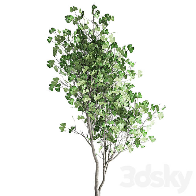 Plant collection 1011. Ginkgo biloba tree landscaping metal pot outdoor 3D Models