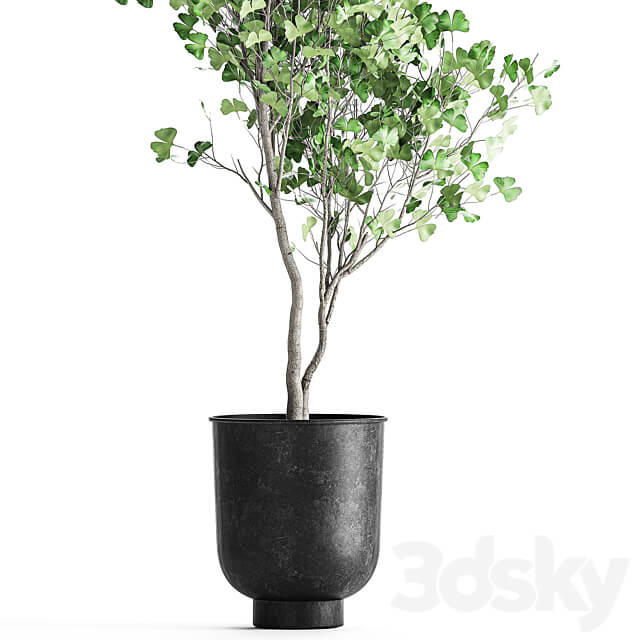 Plant collection 1011. Ginkgo biloba tree landscaping metal pot outdoor 3D Models