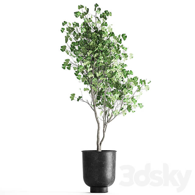 Plant collection 1011. Ginkgo biloba tree landscaping metal pot outdoor 3D Models
