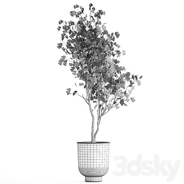 Plant collection 1011. Ginkgo biloba tree landscaping metal pot outdoor 3D Models