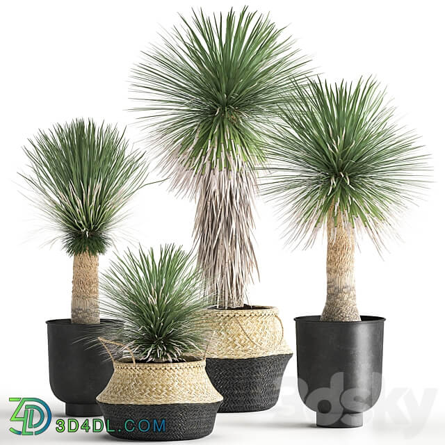 Plant collection 1015. Yucca basket rattan black flowerpot exotic tropical rust metal pot desert plants 3D Models