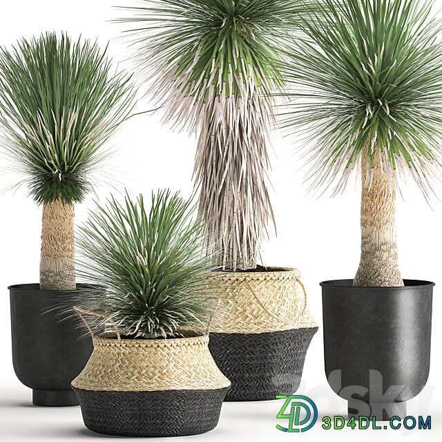 Plant collection 1015. Yucca basket rattan black flowerpot exotic tropical rust metal pot desert plants 3D Models