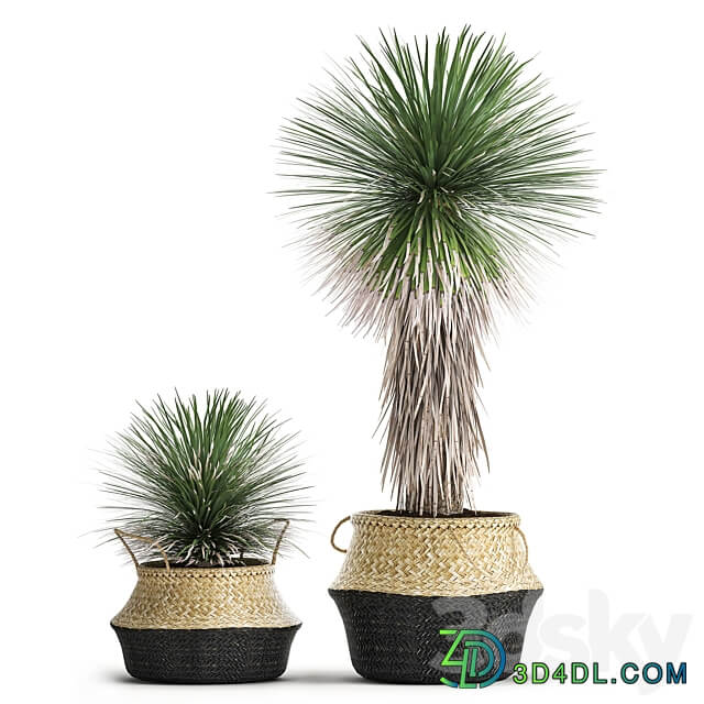 Plant collection 1015. Yucca basket rattan black flowerpot exotic tropical rust metal pot desert plants 3D Models