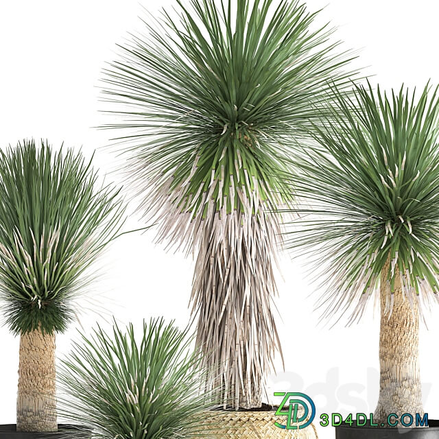 Plant collection 1015. Yucca basket rattan black flowerpot exotic tropical rust metal pot desert plants 3D Models