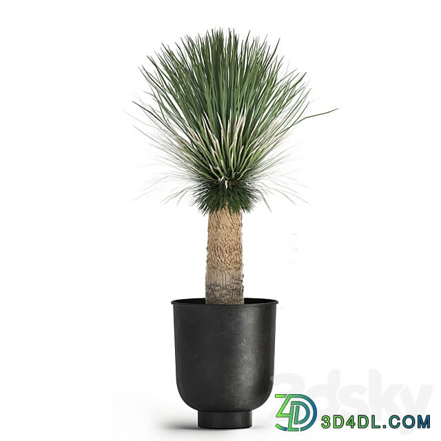 Plant collection 1015. Yucca basket rattan black flowerpot exotic tropical rust metal pot desert plants 3D Models