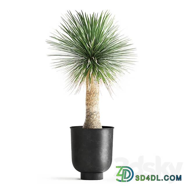 Plant collection 1015. Yucca basket rattan black flowerpot exotic tropical rust metal pot desert plants 3D Models