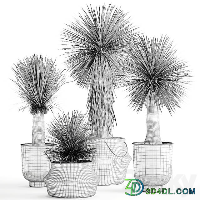 Plant collection 1015. Yucca basket rattan black flowerpot exotic tropical rust metal pot desert plants 3D Models