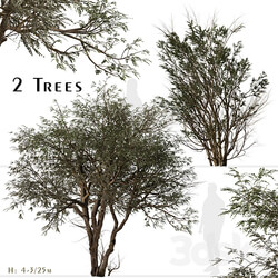 Set of Ghaf Tree Prosopis cineraria 2 Trees  