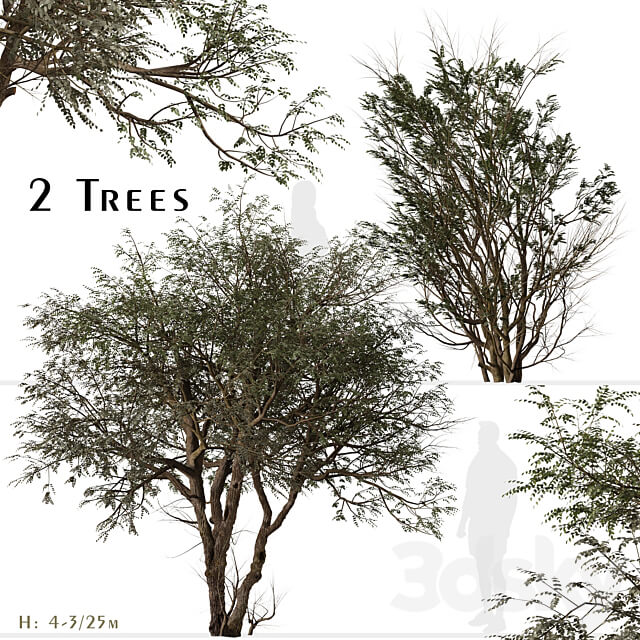 Set of Ghaf Tree Prosopis cineraria 2 Trees 