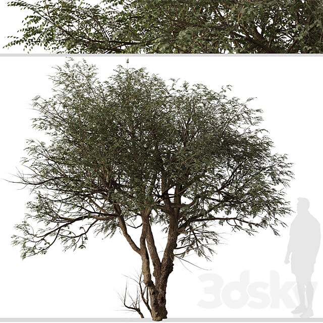 Set of Ghaf Tree Prosopis cineraria 2 Trees 
