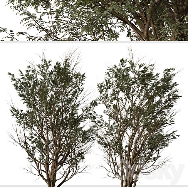 Set of Ghaf Tree Prosopis cineraria 2 Trees 