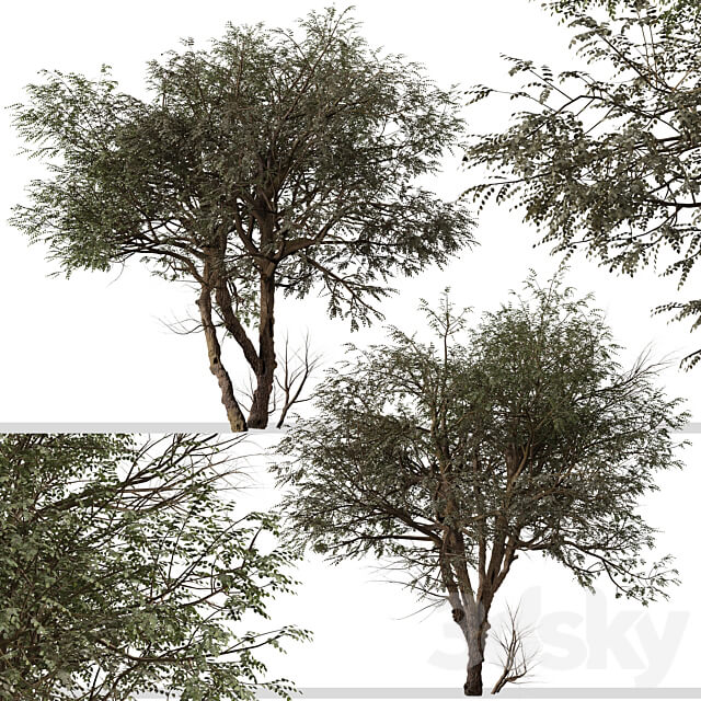 Set of Ghaf Tree Prosopis cineraria 2 Trees 