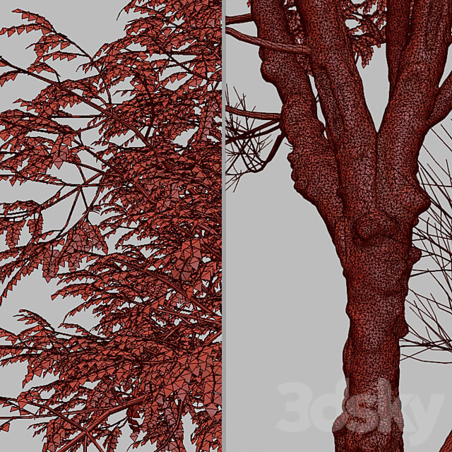 Set of Ghaf Tree Prosopis cineraria 2 Trees 