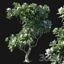 Plumeria Obtusa 02 