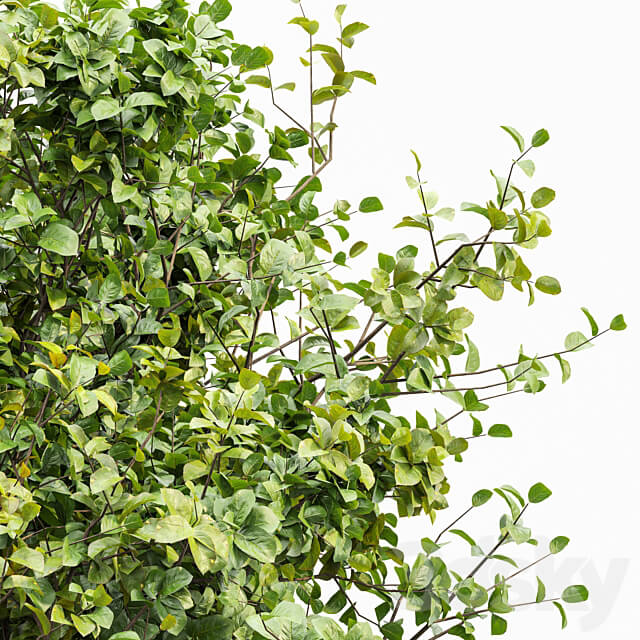 Beautiful 2Trees Bush Leaf