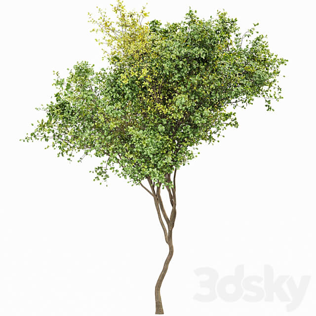 Beautiful 2Trees Bush Leaf